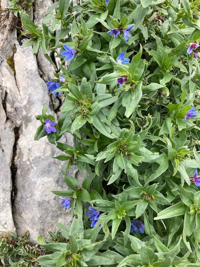 Buglossoides gastonii flower