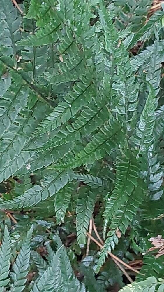 Dryopteris championii — search result for 'Dryopteris'