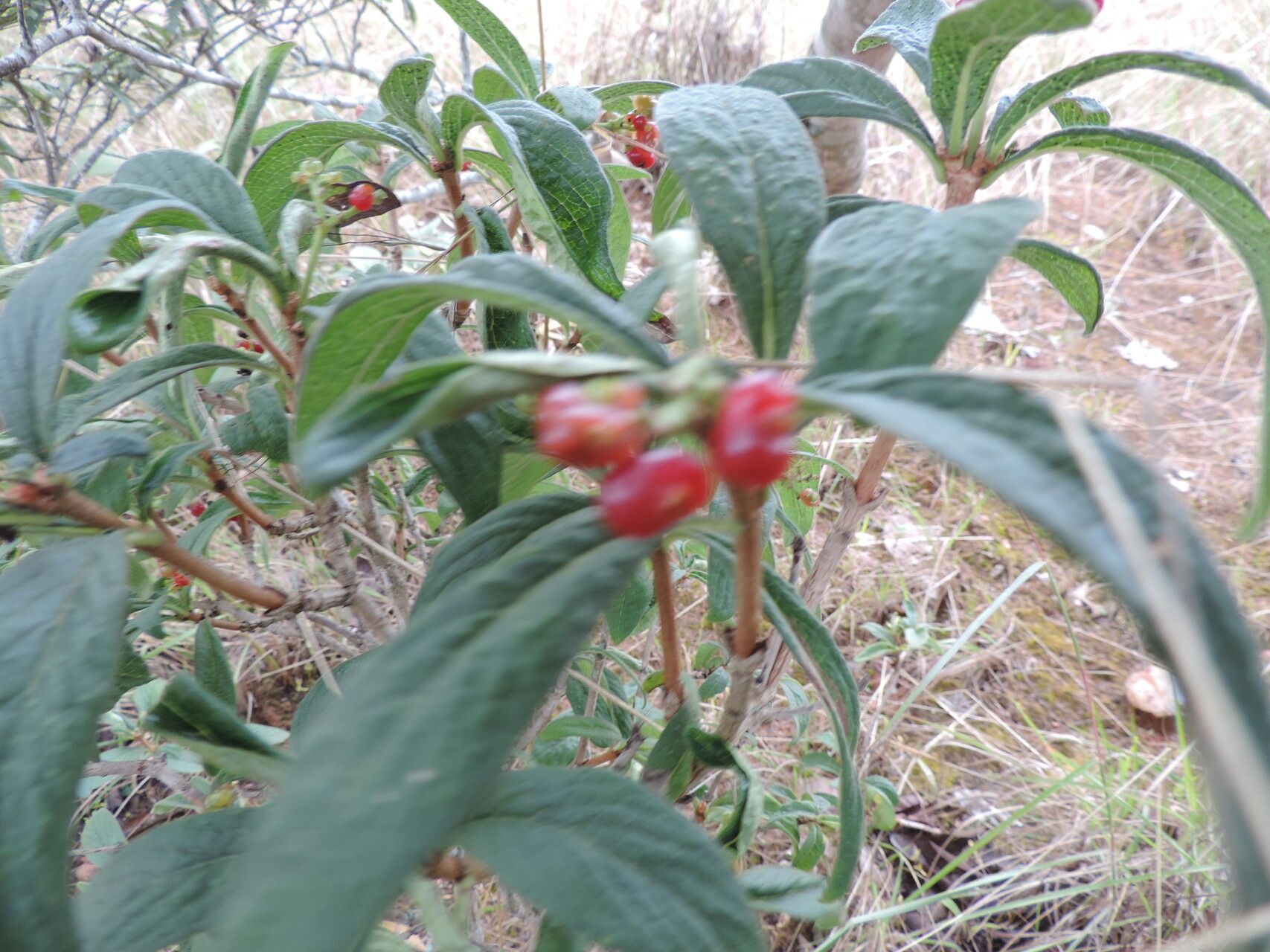 Psychotria spithamea habit