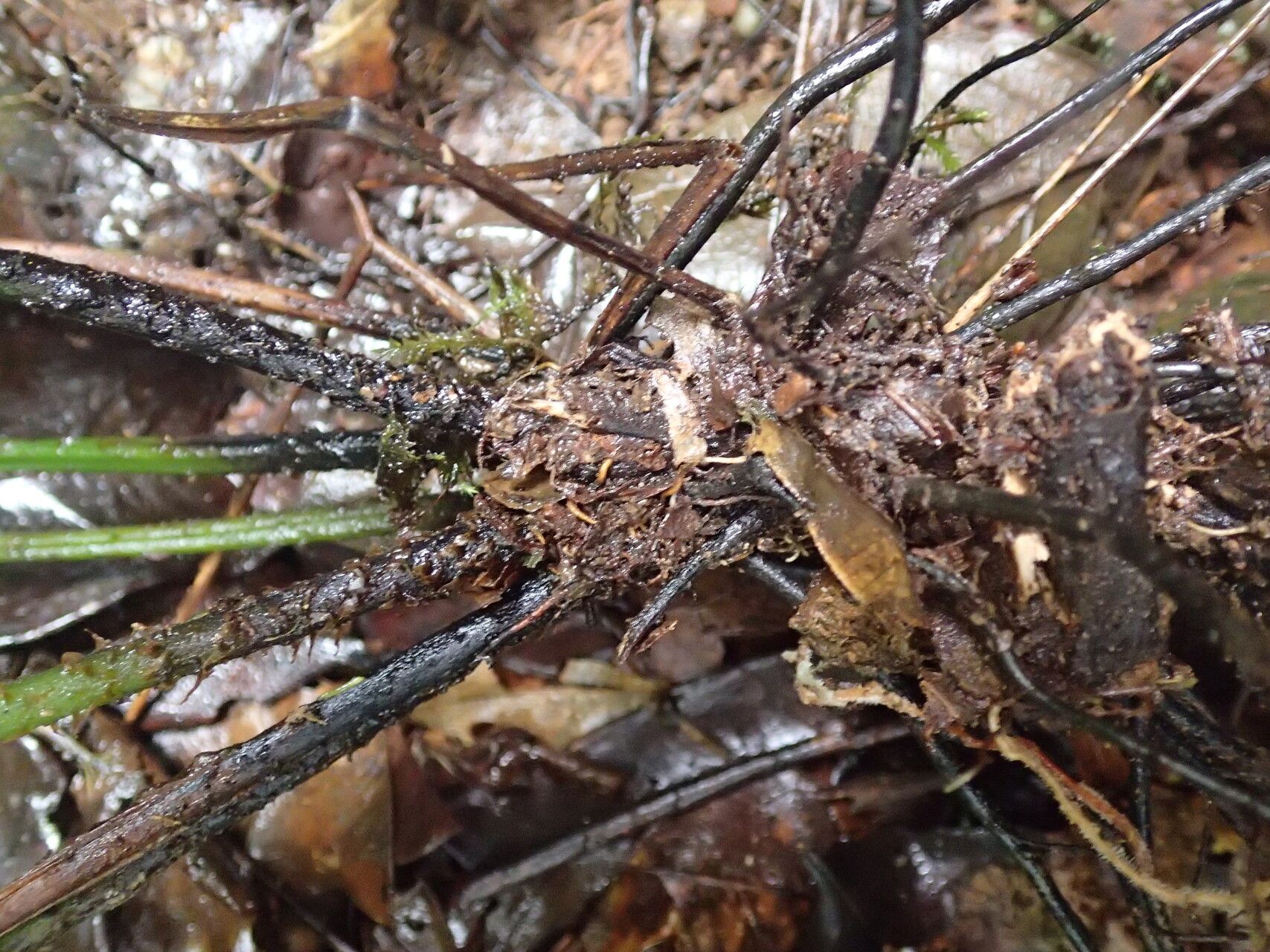 Diplazium nemorale other