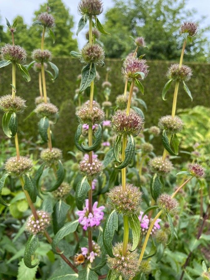 Phlomis tuberosa flower