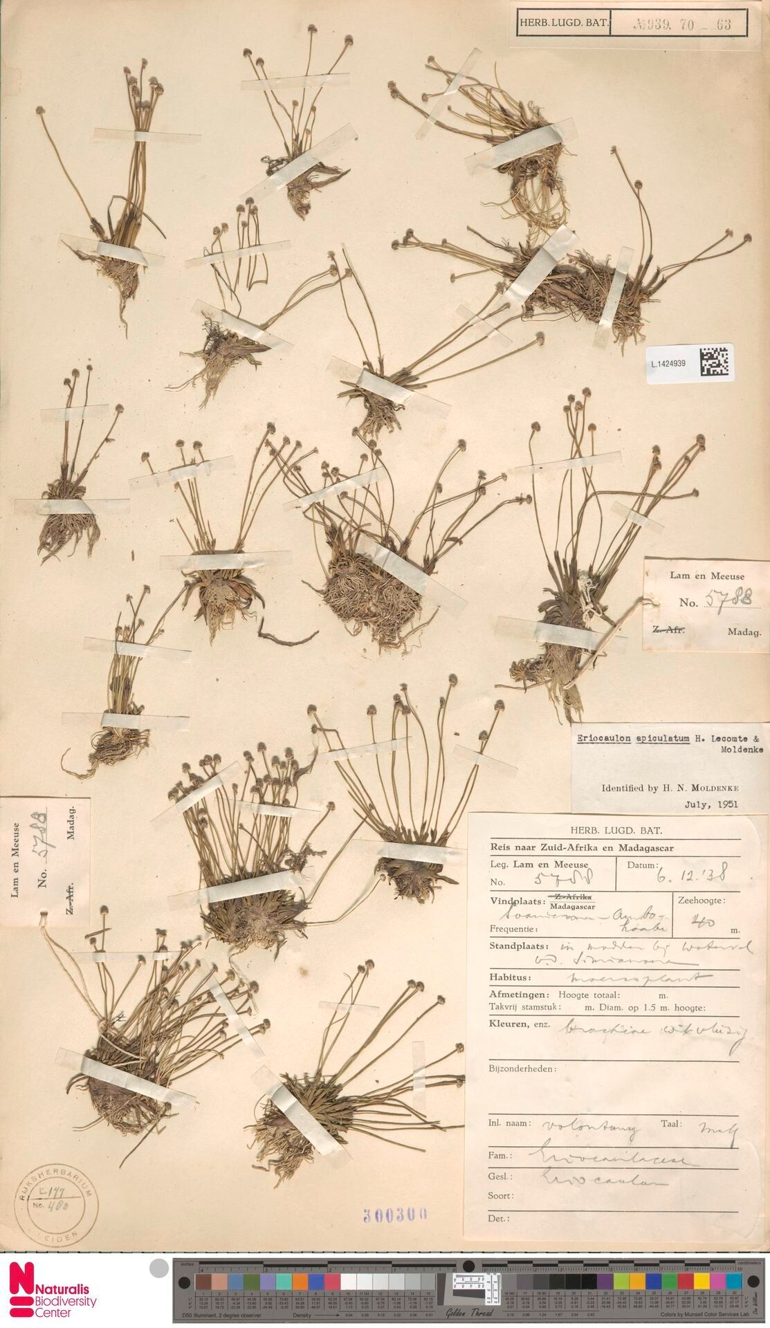 Eriocaulon apiculatum — houseplant care guide