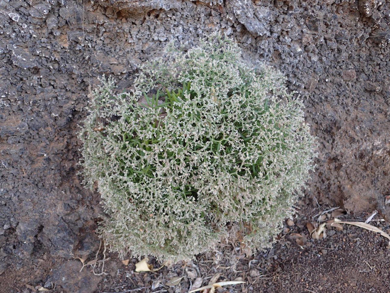 Polycarpaea smithii habit