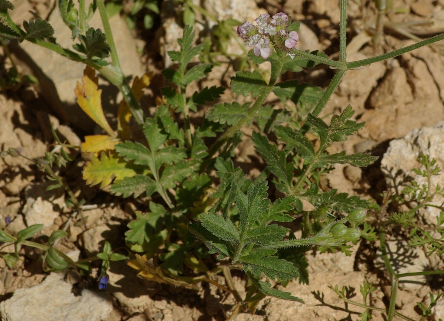 Turgenia latifolia — houseplant care guide