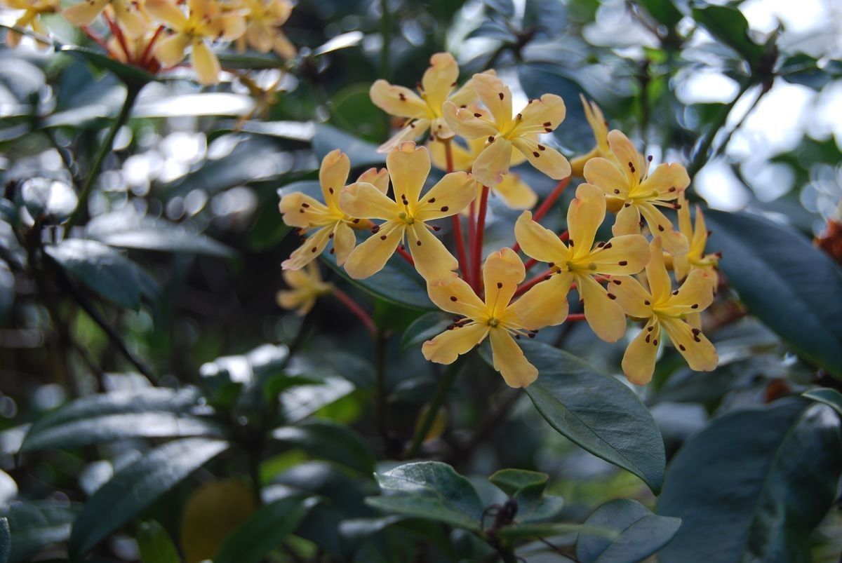 Rhododendron exuberans — houseplant care guide