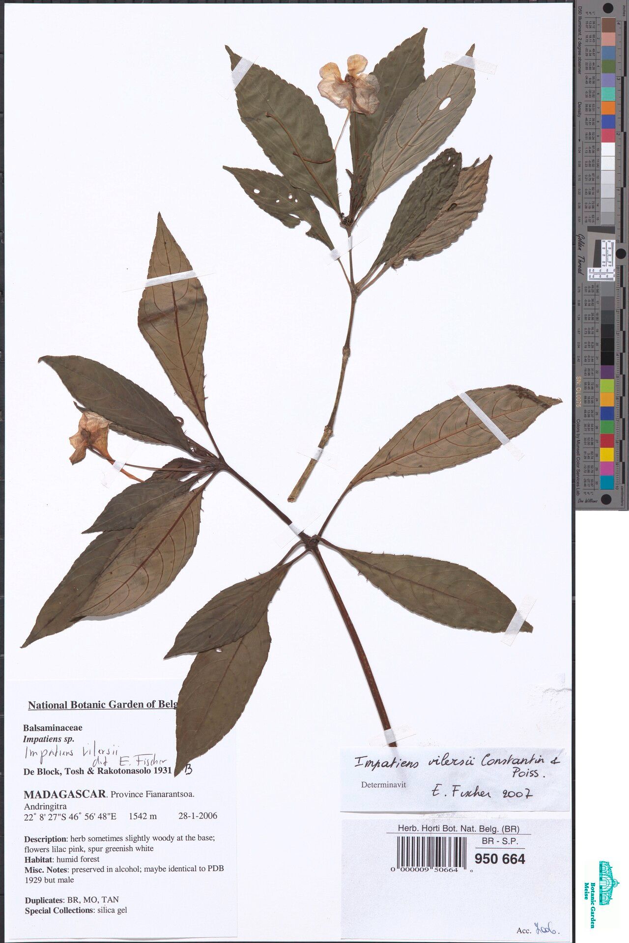 Impatiens vilersii — houseplant care guide