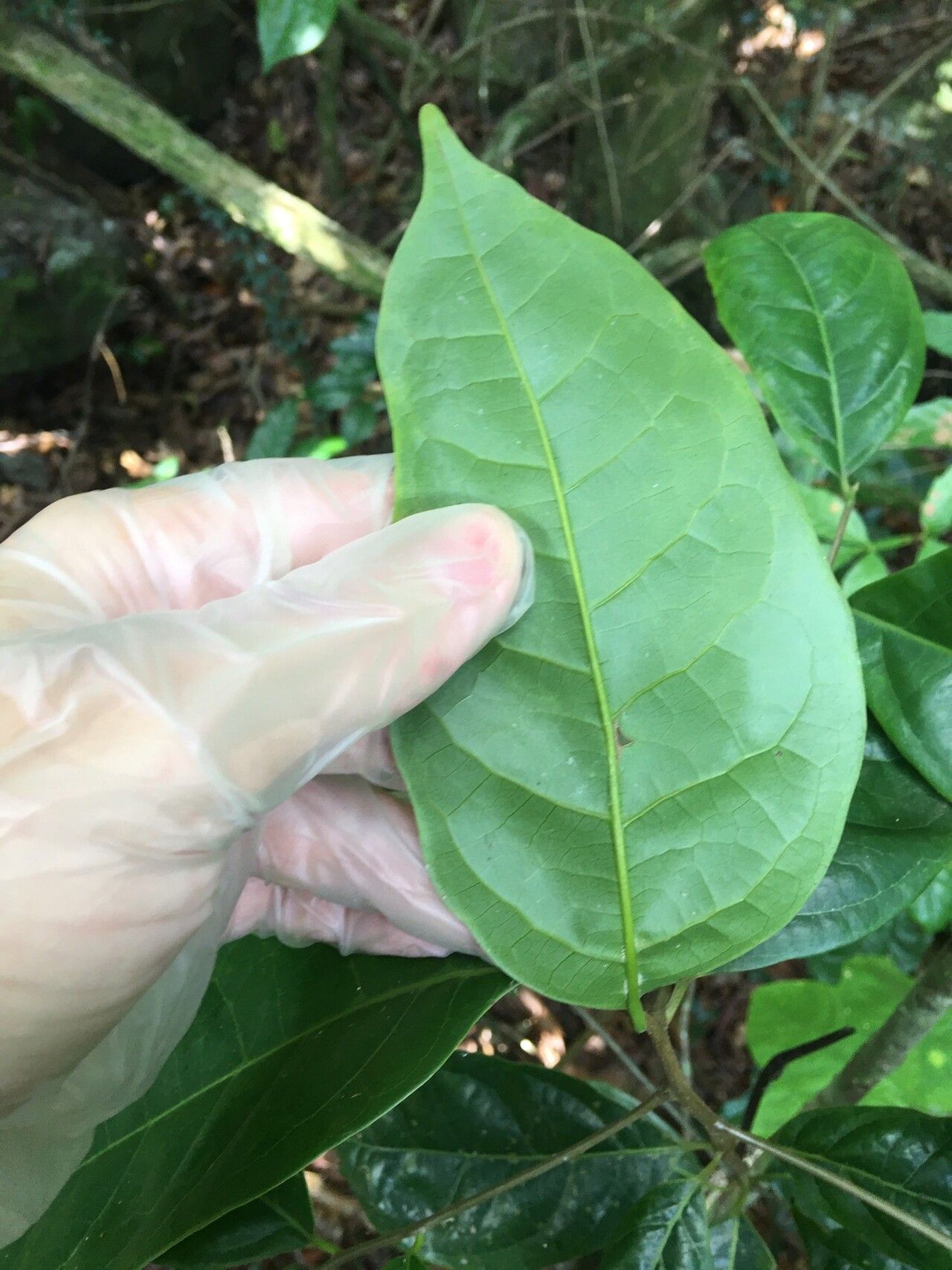 Damburneya patens — related species from the same genus