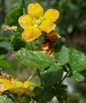 Momordica rostrata flower