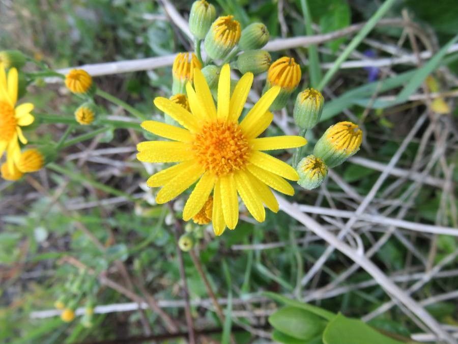 Senecio nigrescens flower
