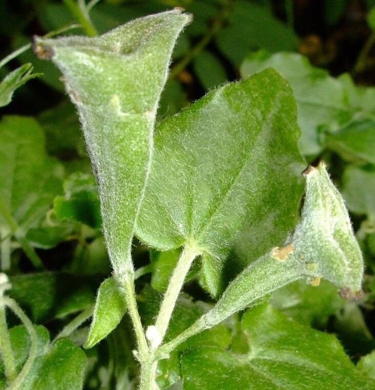 Xerosicyos pubescens fruit