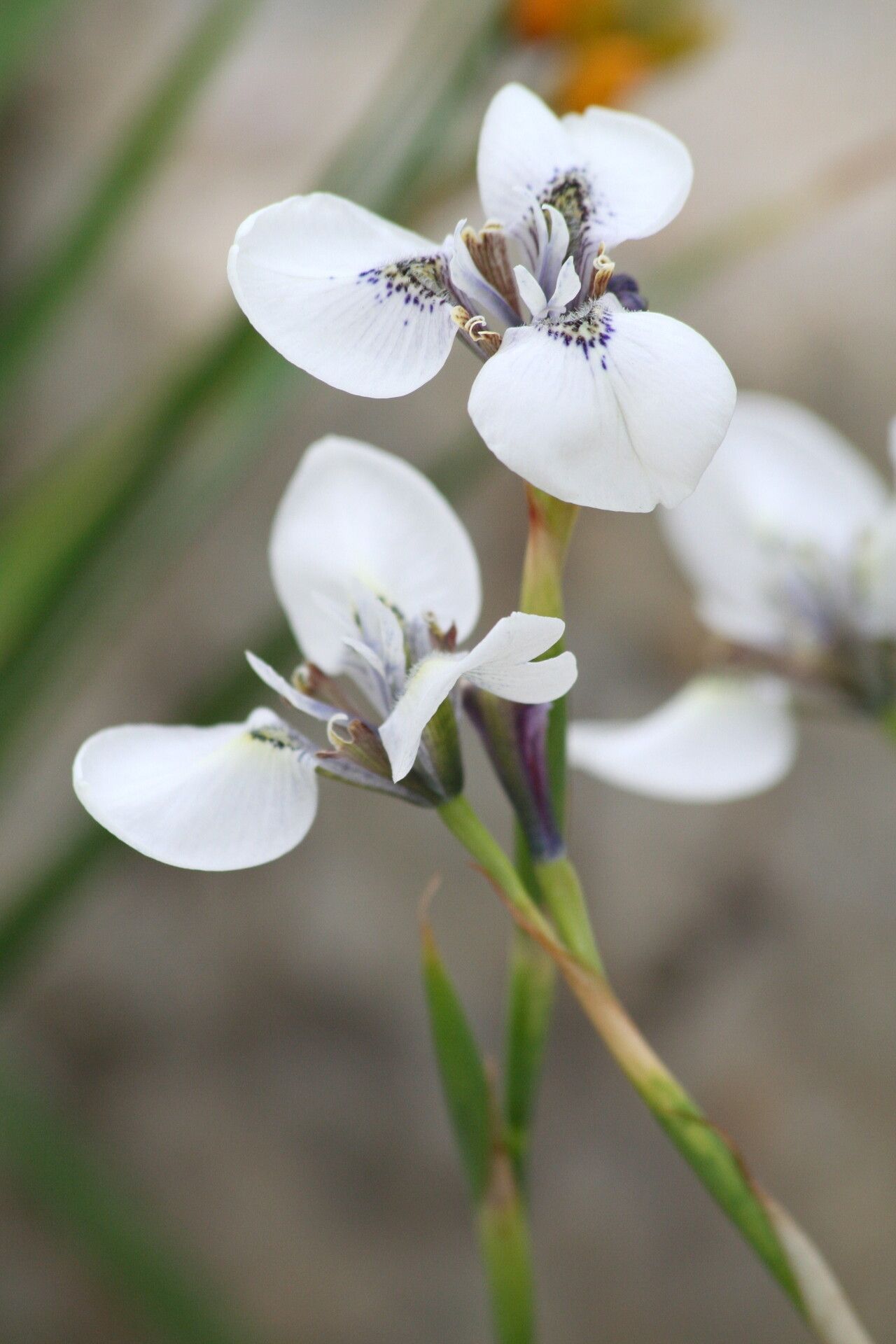 Moraea tricuspidata — houseplant care guide