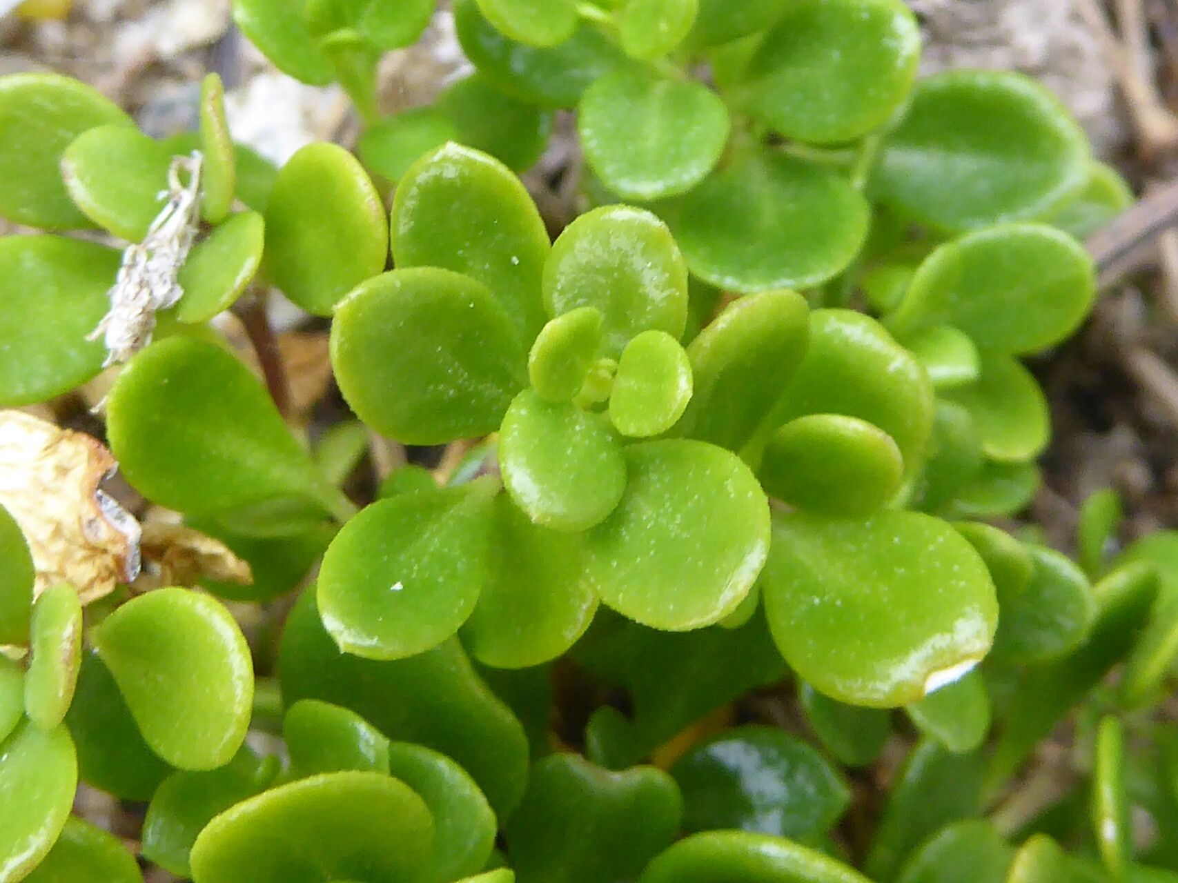 Polycarpon polycarpoides leaf