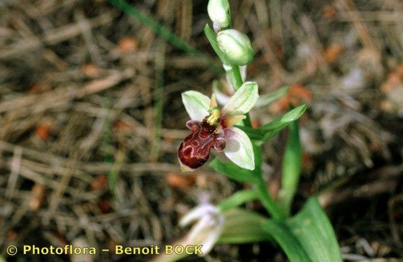 Ophrys × semibombyliflora — search result for 'Ophrys'