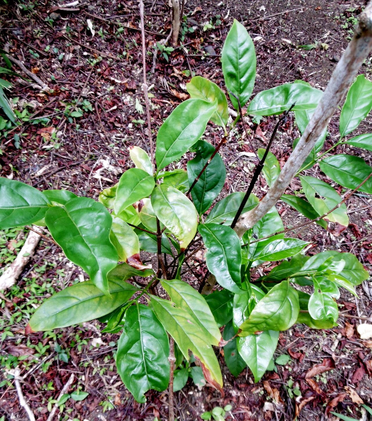 Coffea congensis habit