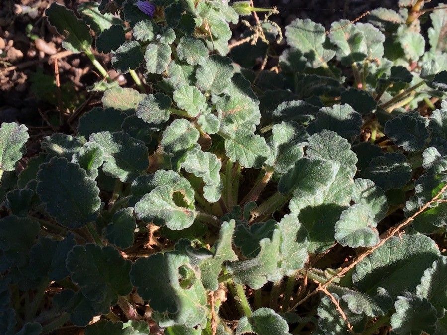 Erodium corsicum leaf