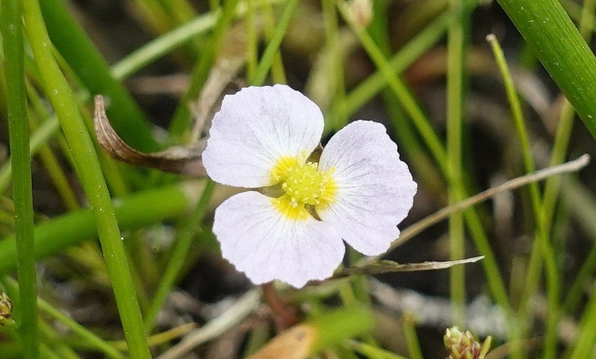 Baldellia ranunculoides flower