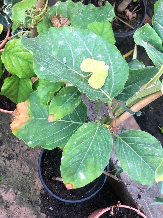 Passiflora quadrangularis leaf