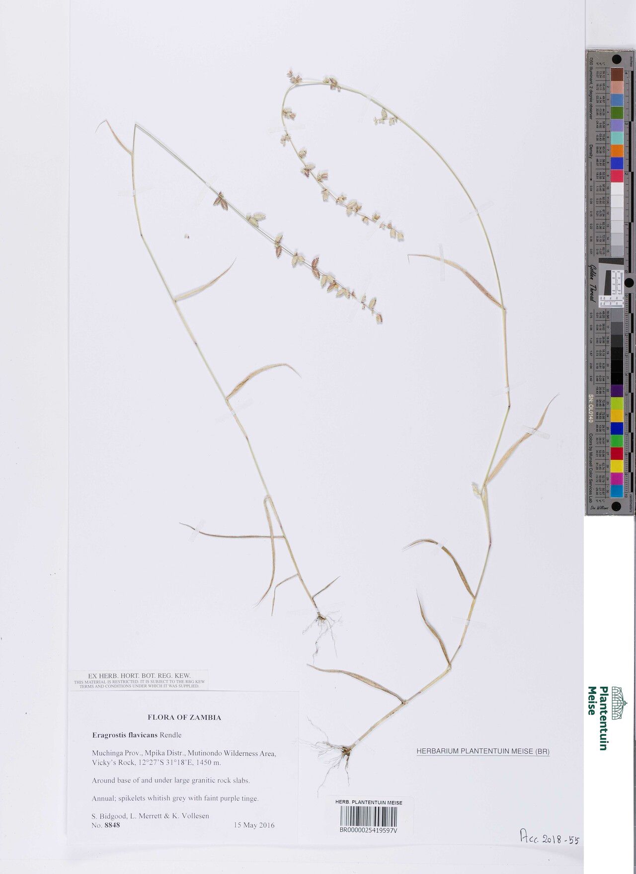 Eragrostis flavicans — search result for 'Eragrostis'