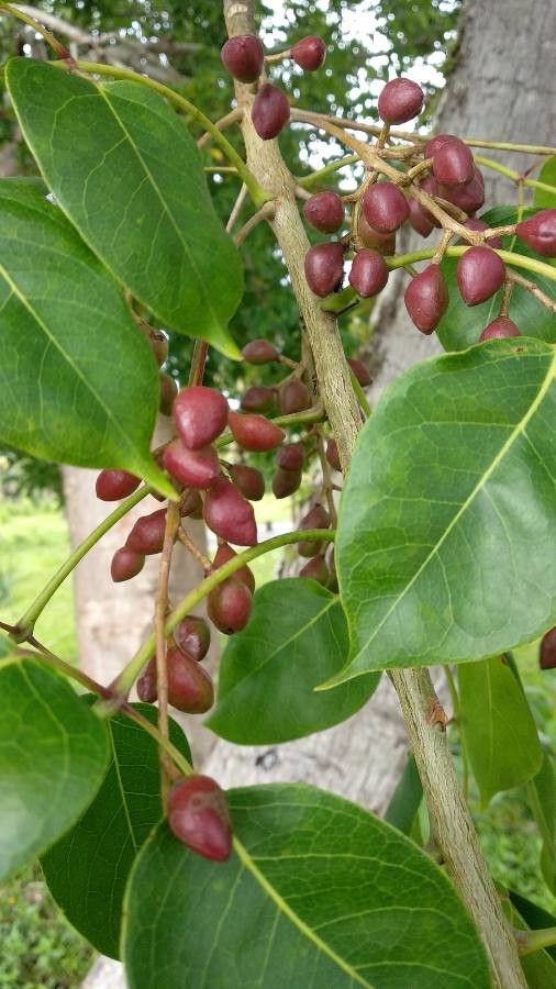 Bursera simaruba fruit