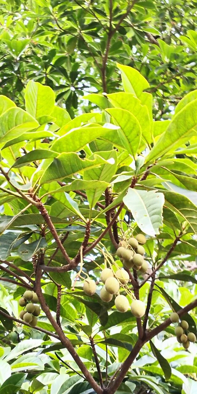 Terminalia myriocarpa fruit