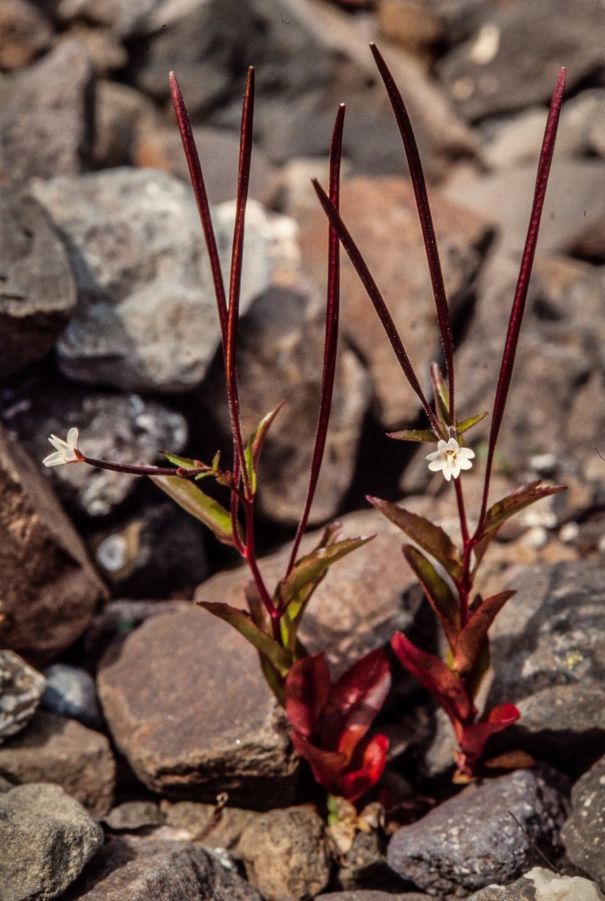 Epilobium lactiflorum fruit