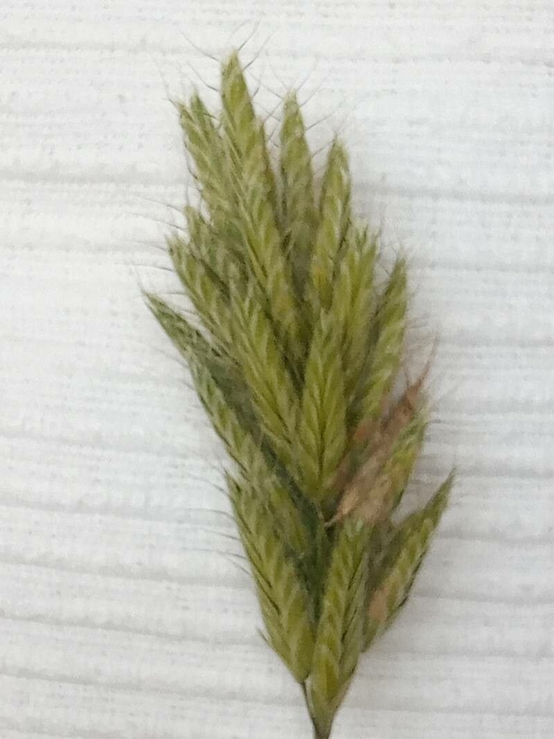 Bromus scoparius fruit