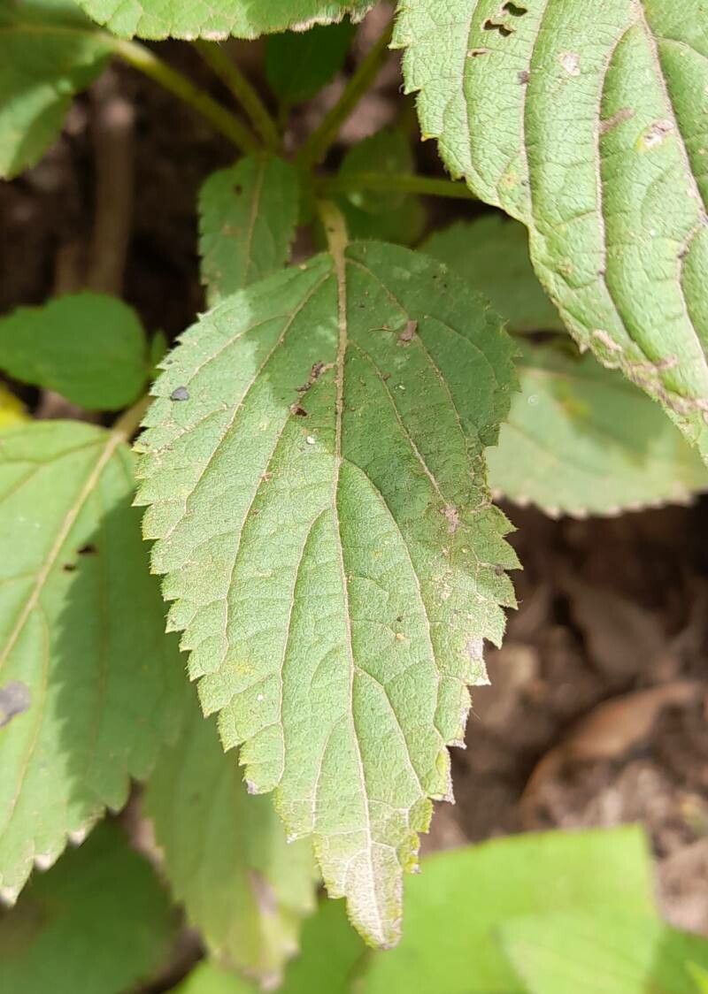 Salvia rypara — houseplant care guide