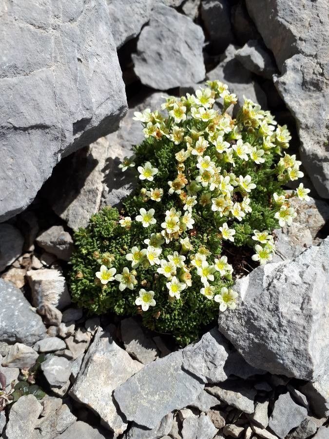 Saxifraga exarata fruit