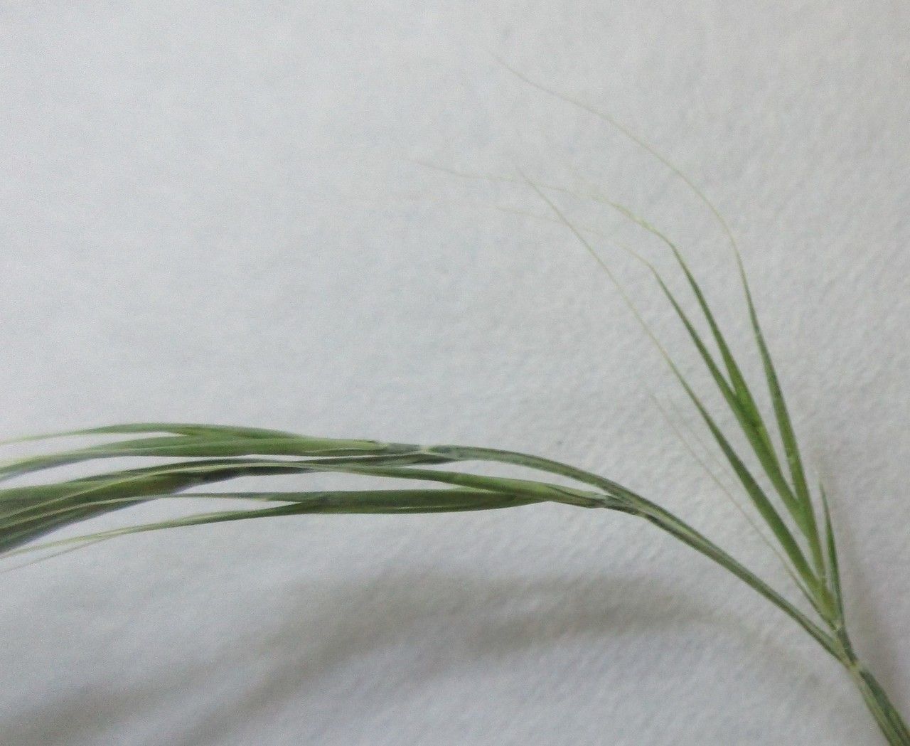 Festuca alopecuros — related species from the same genus