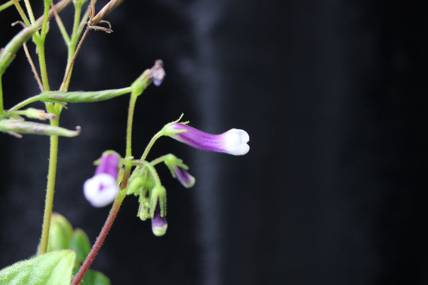 Streptocarpus variabilis flower