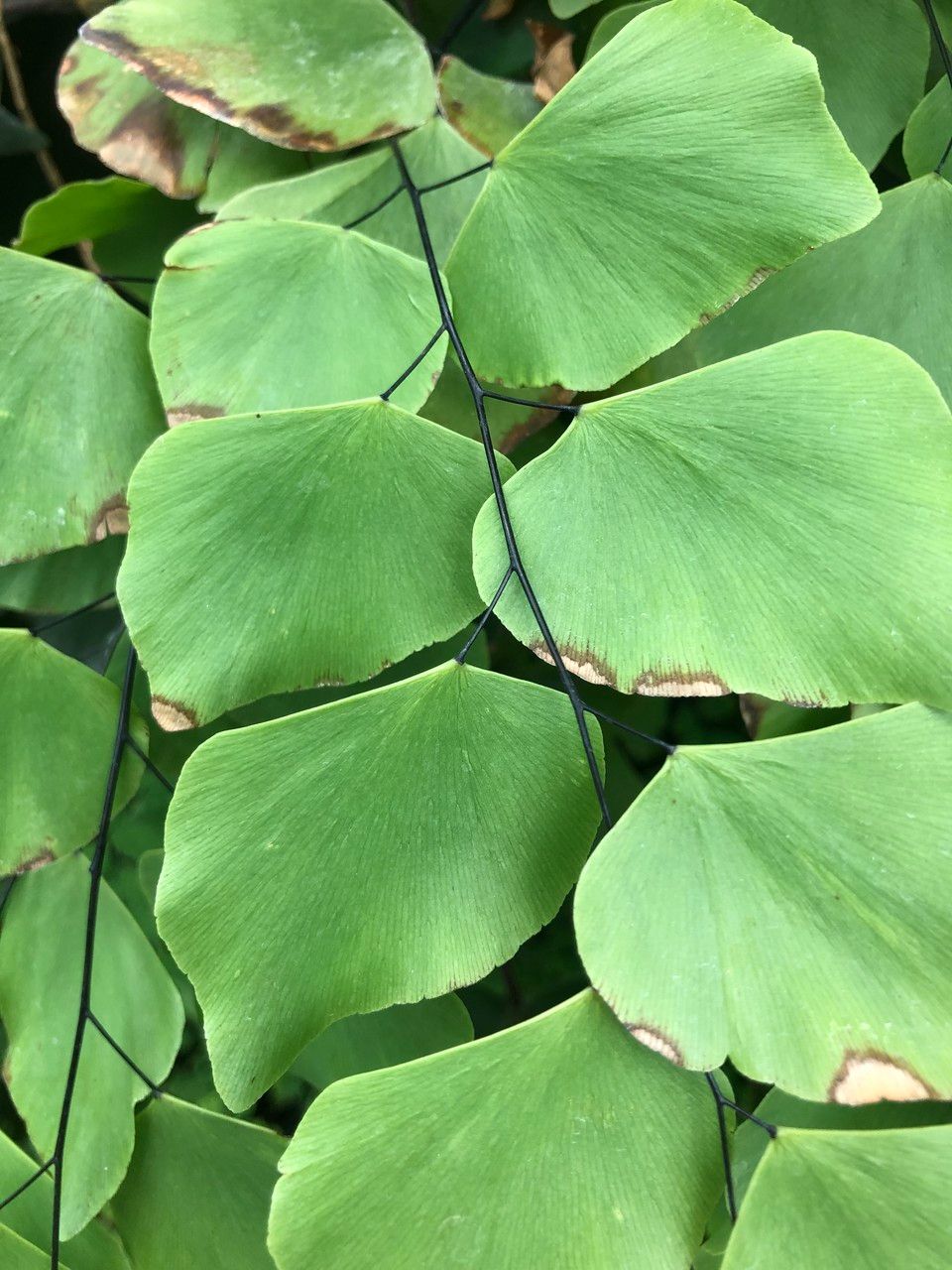 Adiantum peruvianum bark