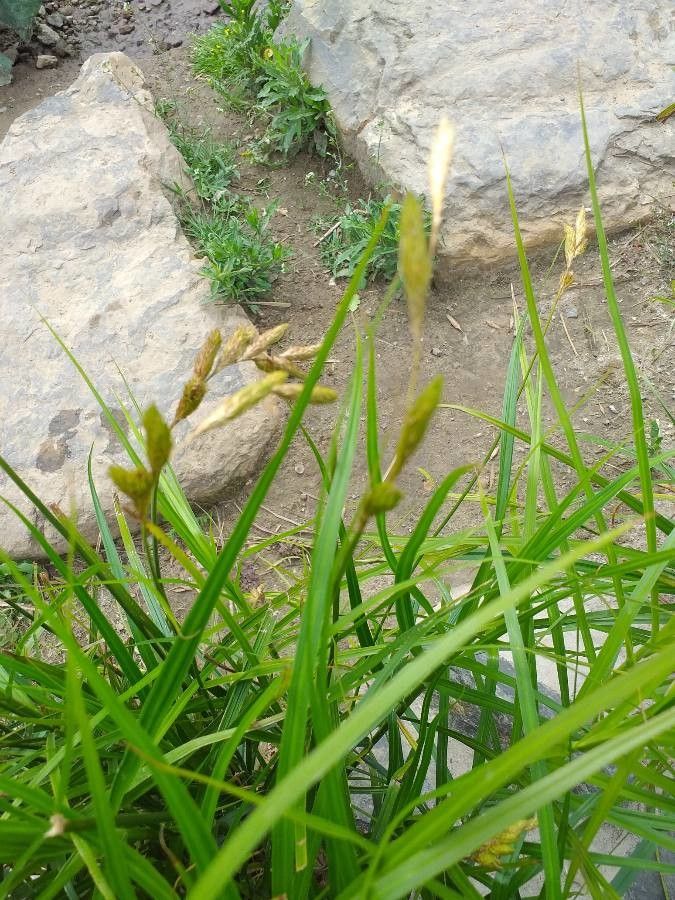 Carex muskingumensis habit