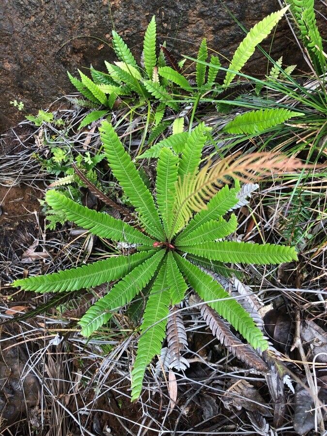 Blechnum obtusatum — houseplant care guide