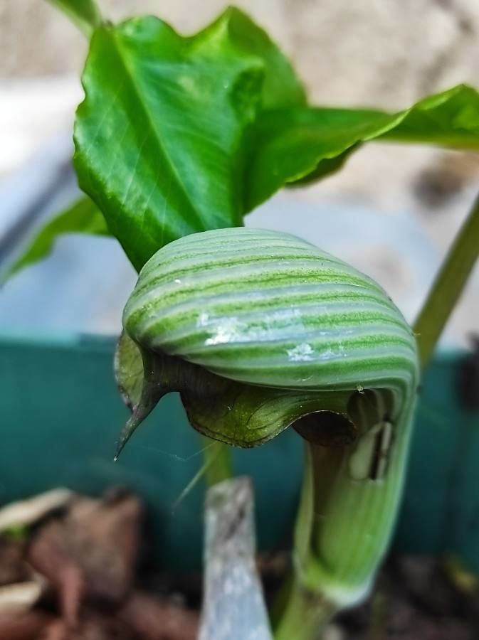 Arisaema ringens flower