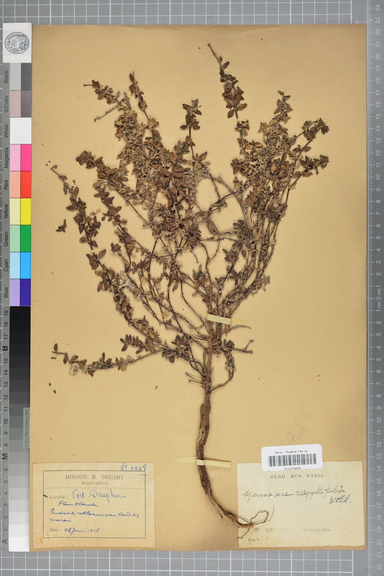 Spermacoce serpyllifolia — houseplant care guide