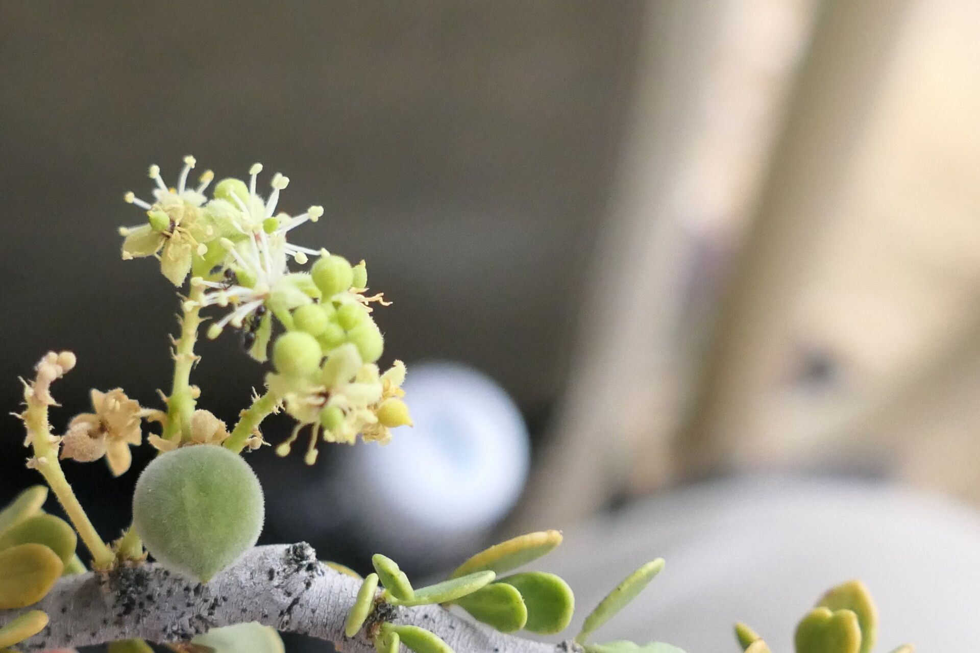 Boscia foetida flower