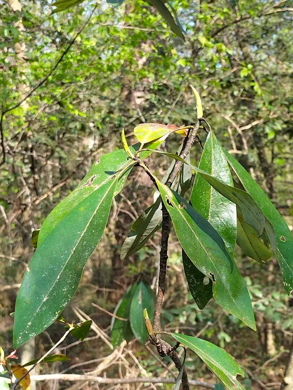 Symplocos tinctoria — houseplant care guide