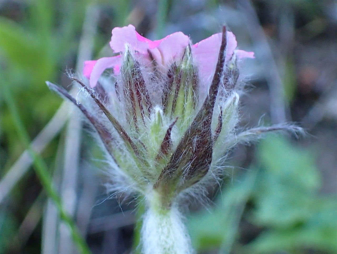 Silene flos-jovis flower