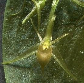 Malaxis nana — search result for 'Malaxis'