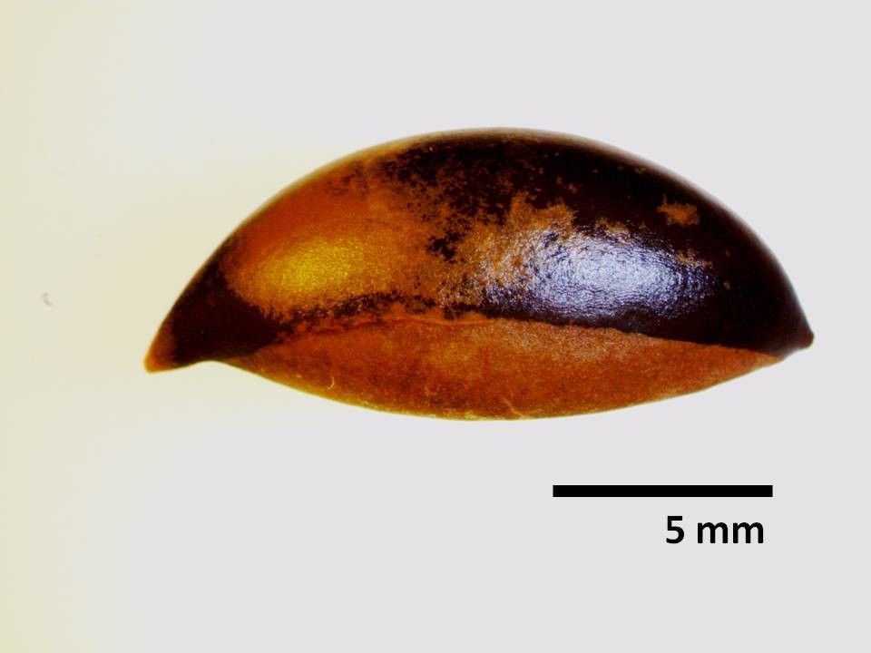 Pichonia lecomtei other