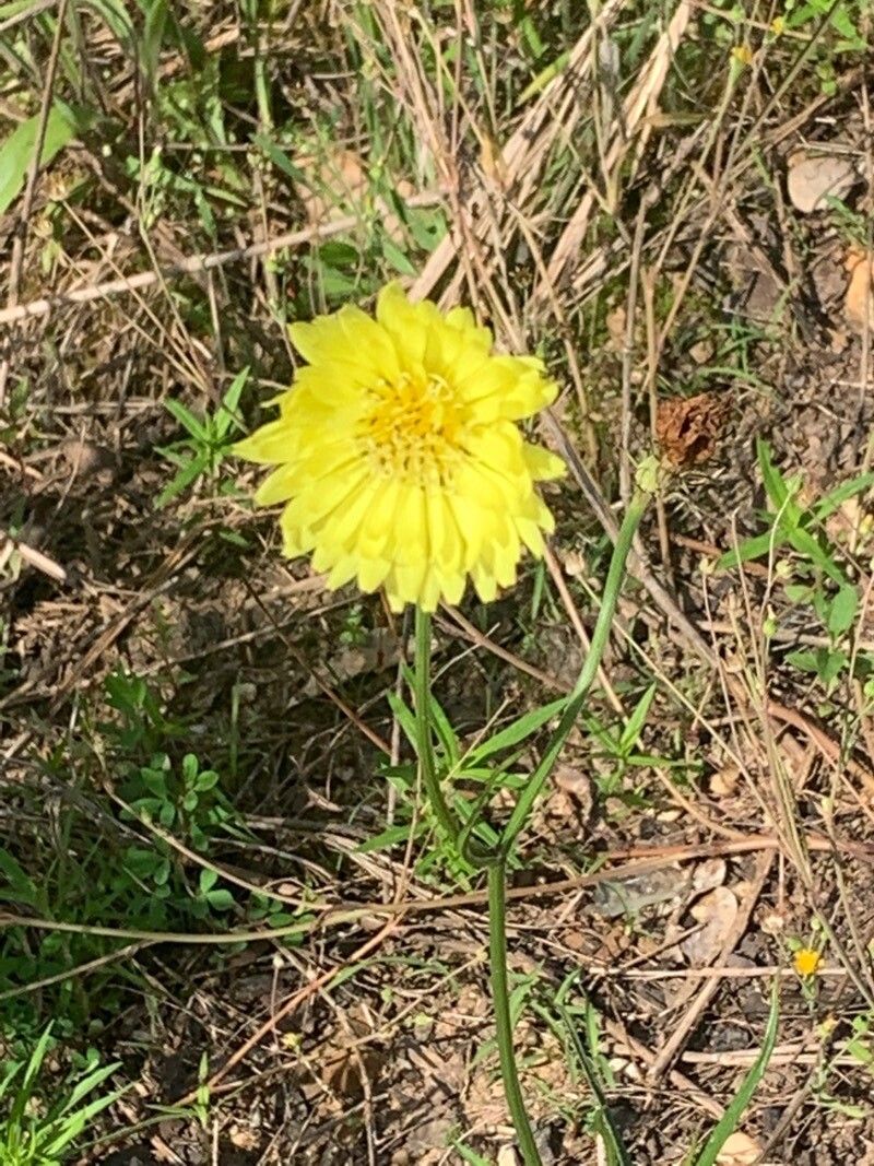 Pyrrhopappus grandiflorus — search result for 'Central to southwestern United States'