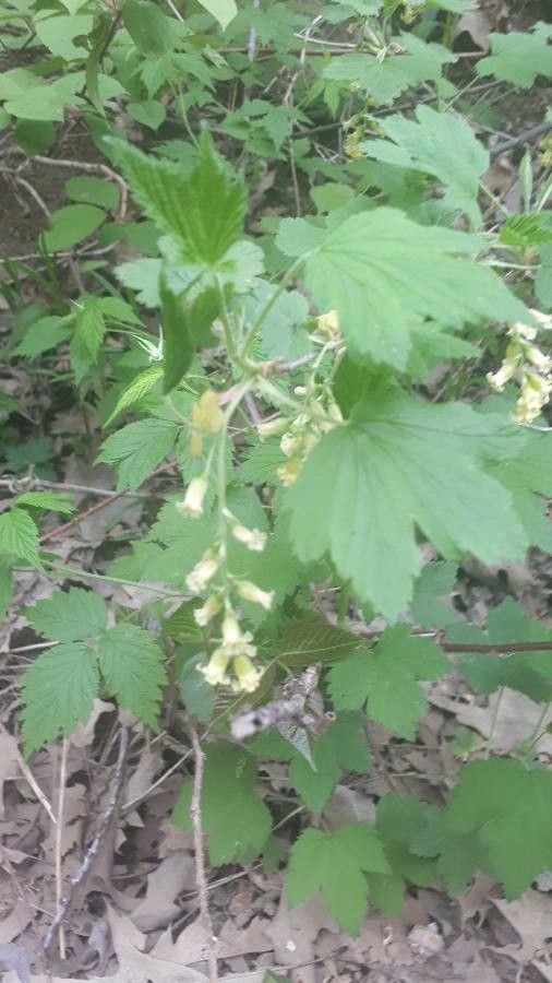Ribes americanum leaf