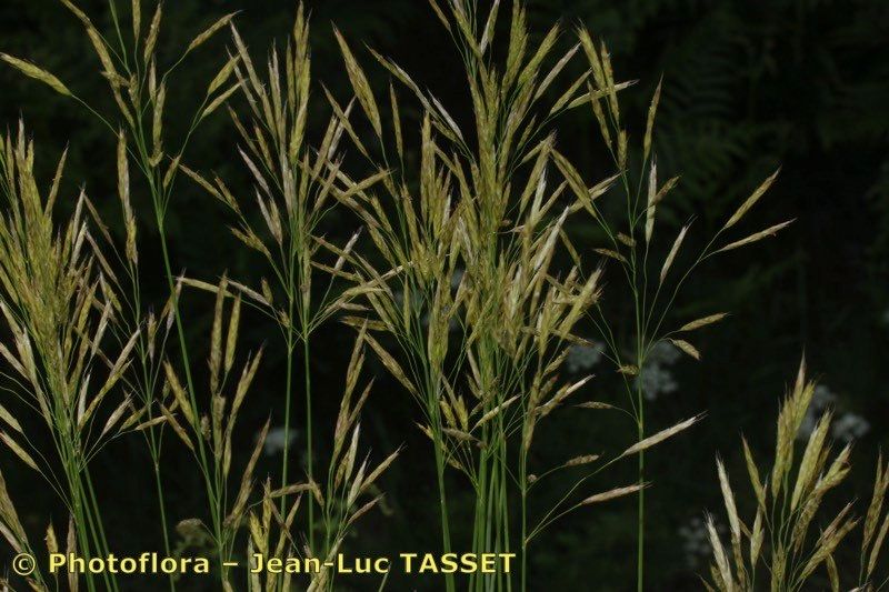 Bromopsis riparia flower