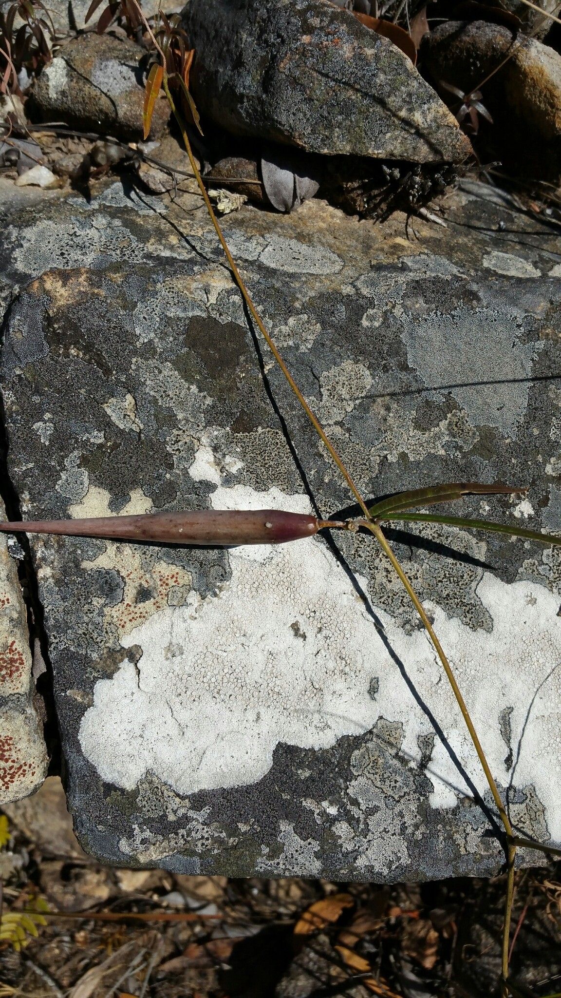 Cynanchum junciforme — houseplant care guide