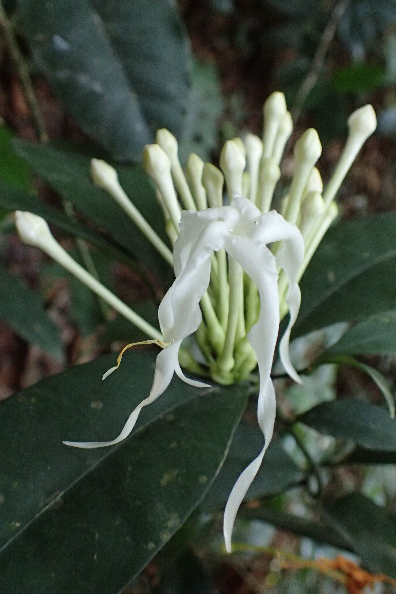 Tabernaemontana eglandulosa flower