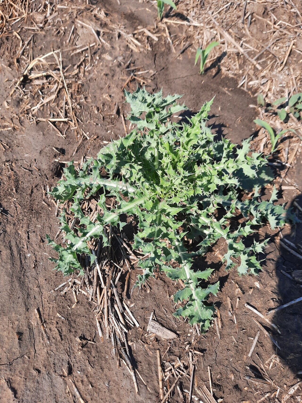 Cirsium fontinale leaf