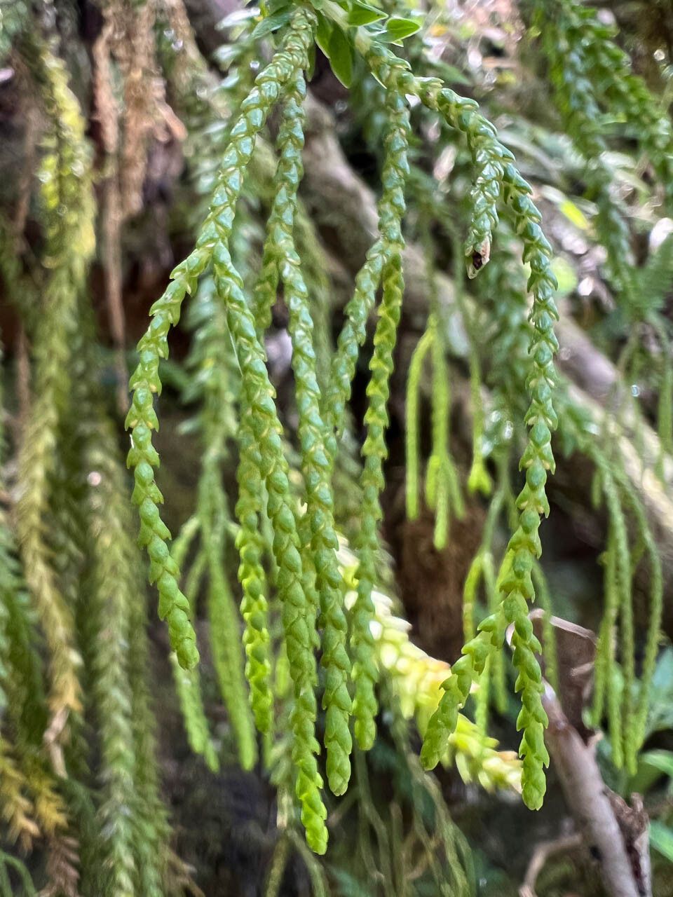 Phlegmariurus carinatus leaf