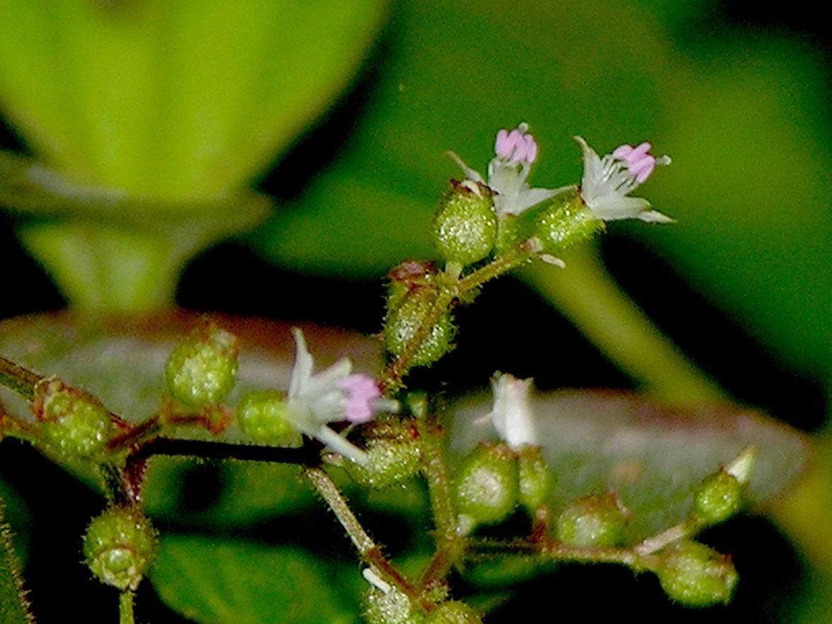 Aciotis indecora flower