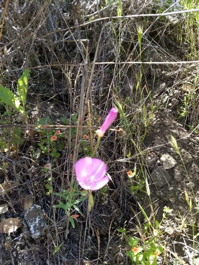 Sidalcea glaucescens flower