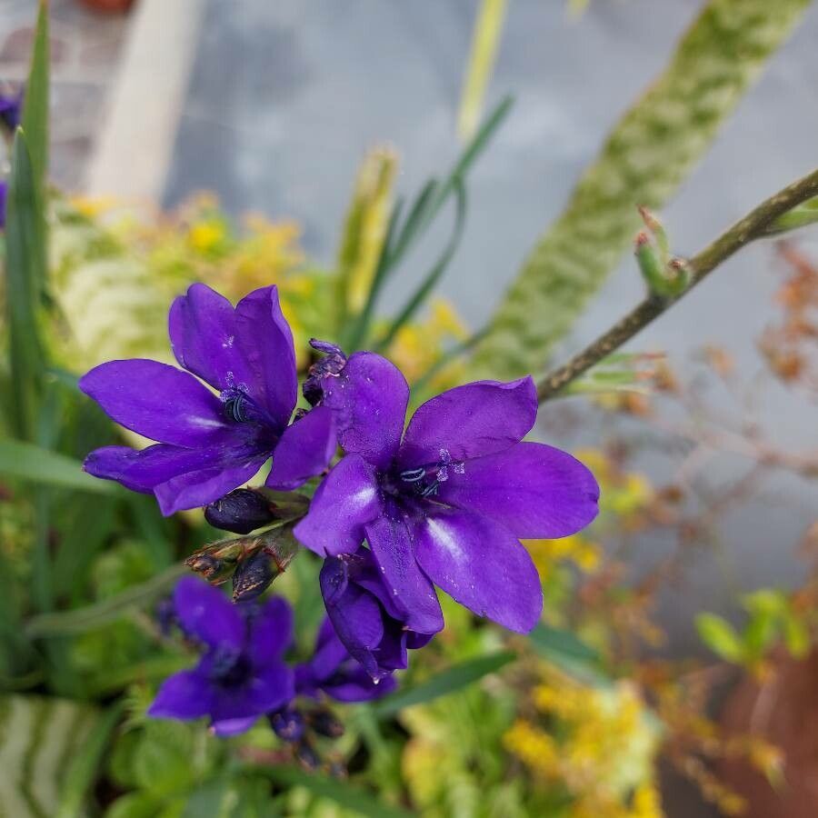 Babiana angustifolia flower